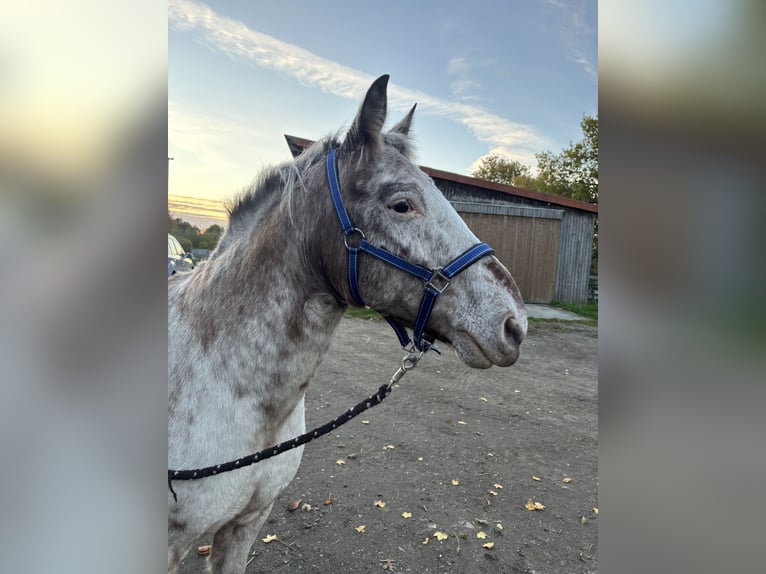 Koń półkrwi arabskiej (Arabian Partbred) Mix Wałach 17 lat 140 cm Siwa in Rendsburg