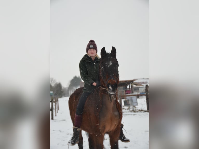 Koń półkrwi arabskiej (Arabian Partbred) Wałach 18 lat 152 cm Gniada in Oebisfelde