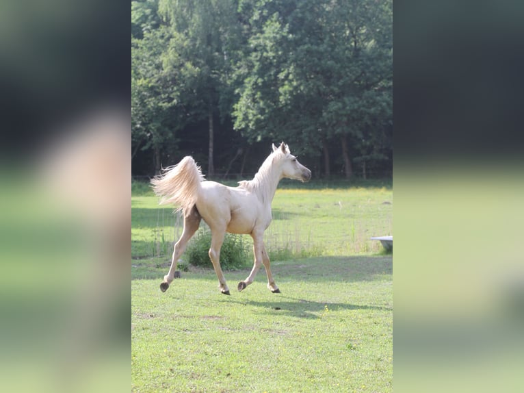 Koń półkrwi arabskiej (Arabian Partbred) Wałach 2 lat 152 cm Izabelowata in Gransee