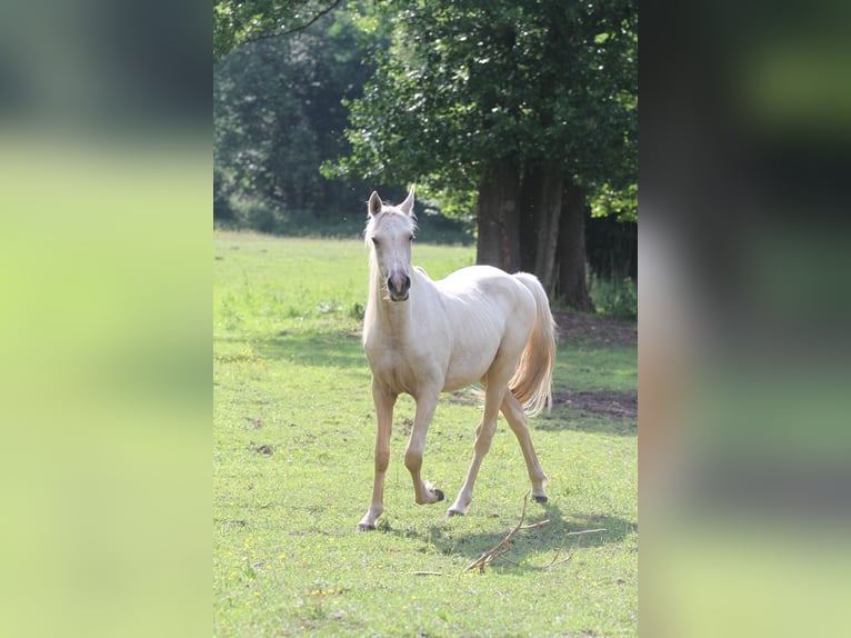 Koń półkrwi arabskiej (Arabian Partbred) Wałach 2 lat 152 cm Izabelowata in Gransee