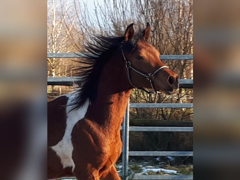 Koń półkrwi arabskiej (Arabian Partbred) Wałach 2 lat 153 cm Tobiano wszelkich maści in Sulingen