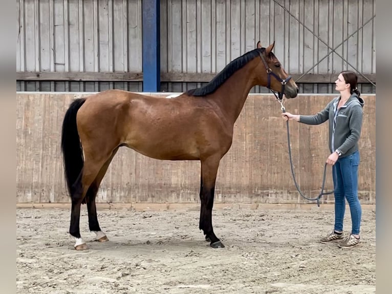Koń półkrwi arabskiej (Arabian Partbred) Wałach 2 lat 165 cm Gniada in Bad Oldesloe