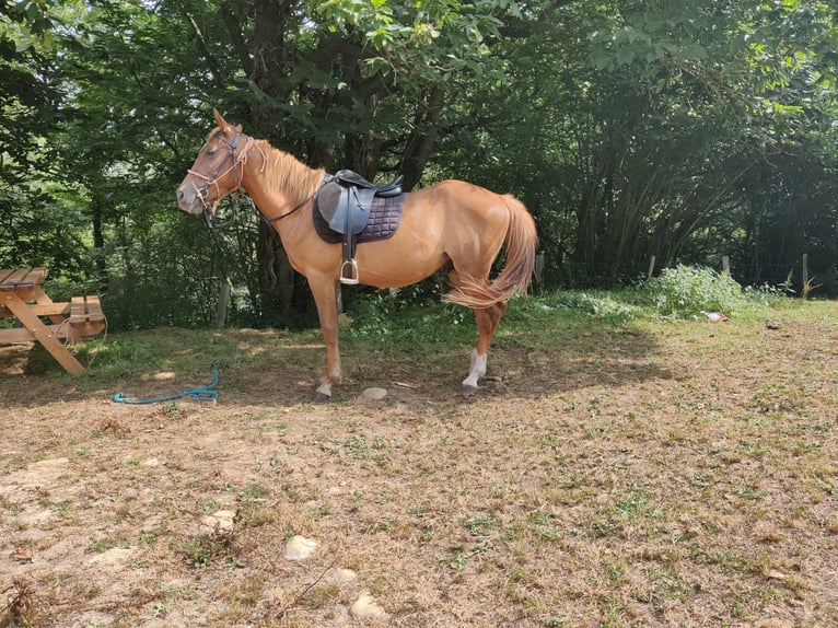 Koń półkrwi arabskiej (Arabian Partbred) Wałach 3 lat 140 cm Gniada in Ruente