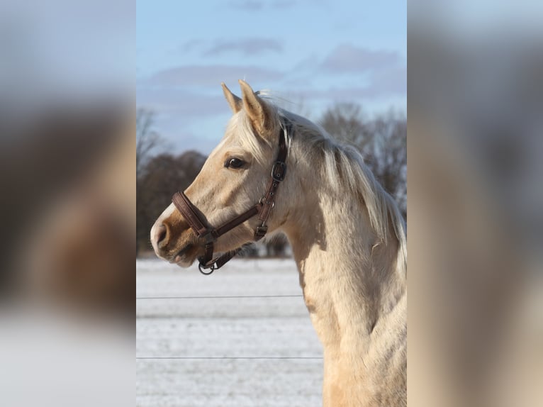 Koń półkrwi arabskiej (Arabian Partbred) Wałach 3 lat 154 cm Izabelowata in Stechlin