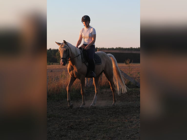 Koń półkrwi arabskiej (Arabian Partbred) Wałach 3 lat 154 cm Izabelowata in Stechlin