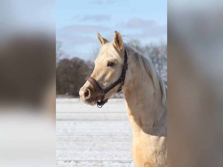Koń półkrwi arabskiej (Arabian Partbred) Wałach 3 lat 154 cm Izabelowata in Stechlin