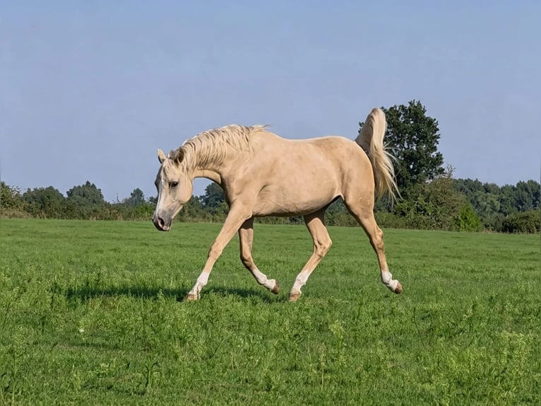 Koń półkrwi arabskiej (Arabian Partbred) Wałach 3 lat 158 cm Izabelowata in Schönwalde-Glien