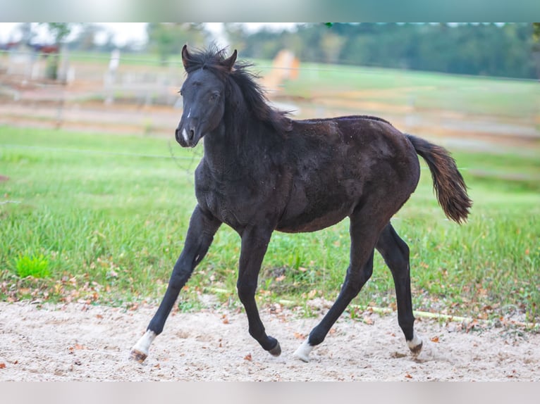 Koń półkrwi arabskiej (Arabian Partbred) Mix Wałach 3 lat Może być siwy in Kappe