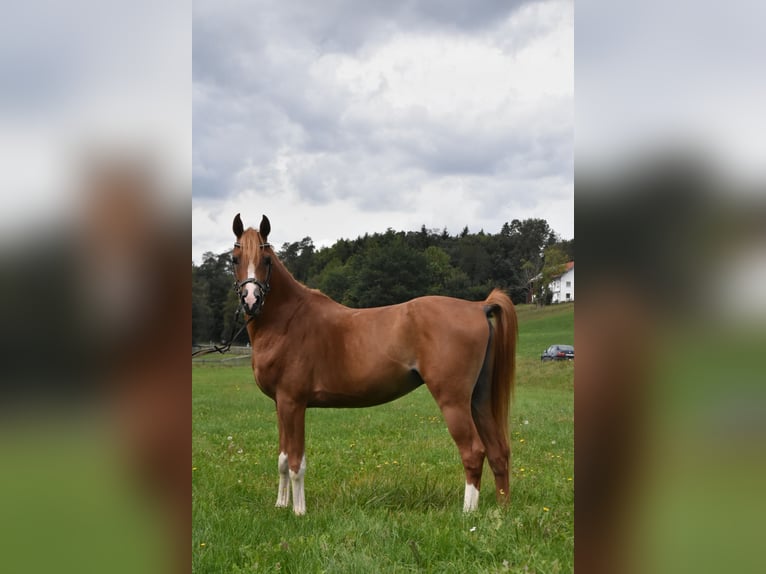 Koń półkrwi arabskiej (Arabian Partbred) Wałach 4 lat 150 cm Kasztanowata in Arnstorf