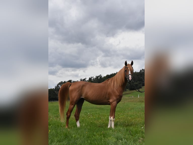 Koń półkrwi arabskiej (Arabian Partbred) Wałach 4 lat 150 cm Kasztanowata in Arnstorf