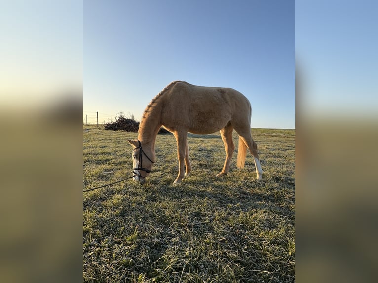 Koń półkrwi arabskiej (Arabian Partbred) Wałach 4 lat 152 cm in Waiblingen