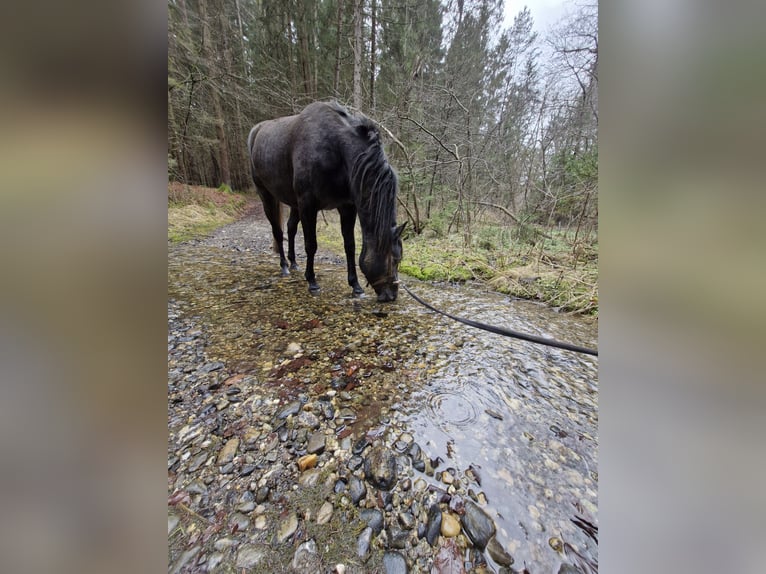 Koń półkrwi arabskiej (Arabian Partbred) Wałach 5 lat 146 cm Siwa in Villach