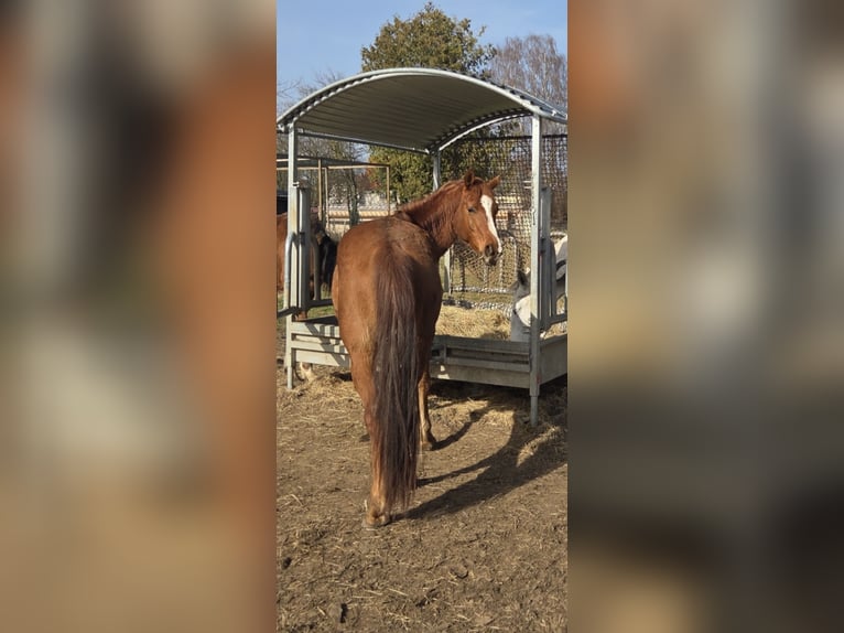 Koń półkrwi arabskiej (Arabian Partbred) Wałach 5 lat 150 cm Kasztanowata in Haunetal