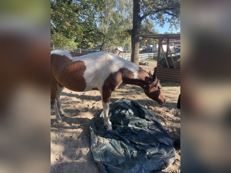 Koń półkrwi arabskiej (Arabian Partbred) Wałach 5 lat 150 cm Srokata in Schönfließ