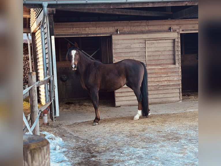 Koń półkrwi arabskiej (Arabian Partbred) Wałach 9 lat 155 cm Ciemnokasztanowata in Samerberg