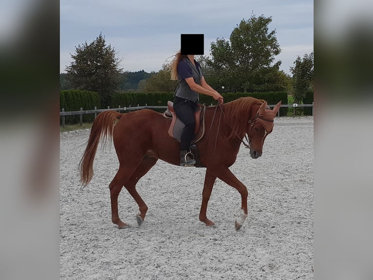 Koń półkrwi arabskiej (Arabian Partbred) Wałach 9 lat 155 cm Kasztanowata in Petting