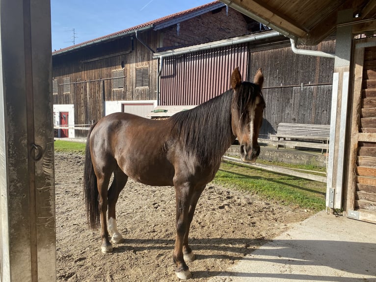 Koń półkrwi arabskiej (Arabian Partbred) Wałach 9 lat 155 cm Kasztanowata in Söchtenau