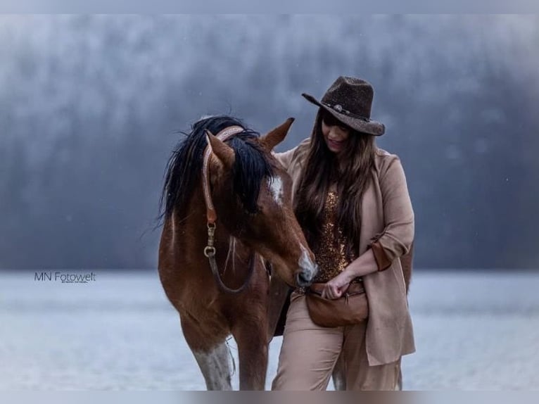 Koń półkrwi arabskiej (Arabian Partbred) Wałach 9 lat 156 cm Srokata in Nesselwang