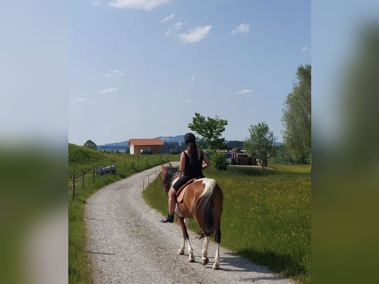 Koń półkrwi arabskiej (Arabian Partbred) Wałach 9 lat 156 cm Srokata in Nesselwang