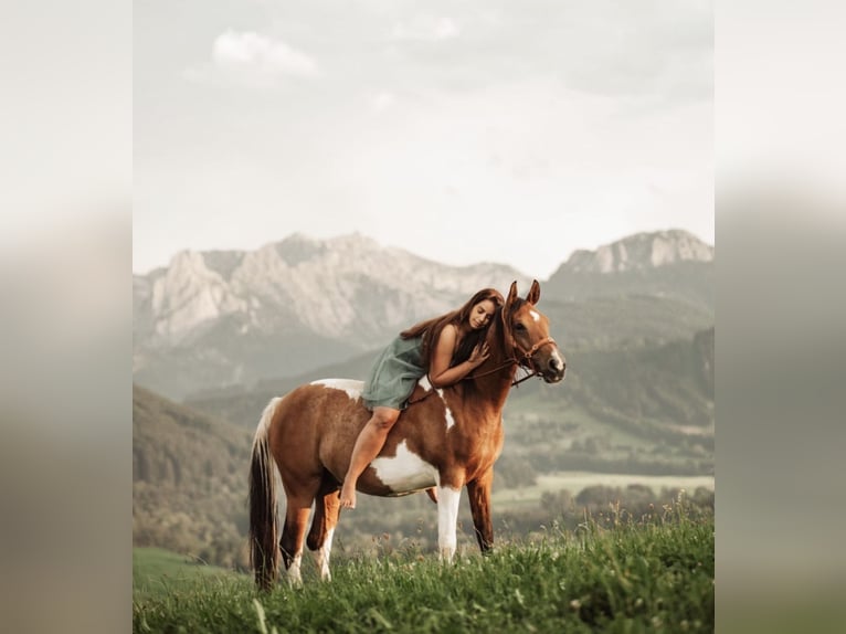 Koń półkrwi arabskiej (Arabian Partbred) Wałach 9 lat 156 cm Srokata in Nesselwang