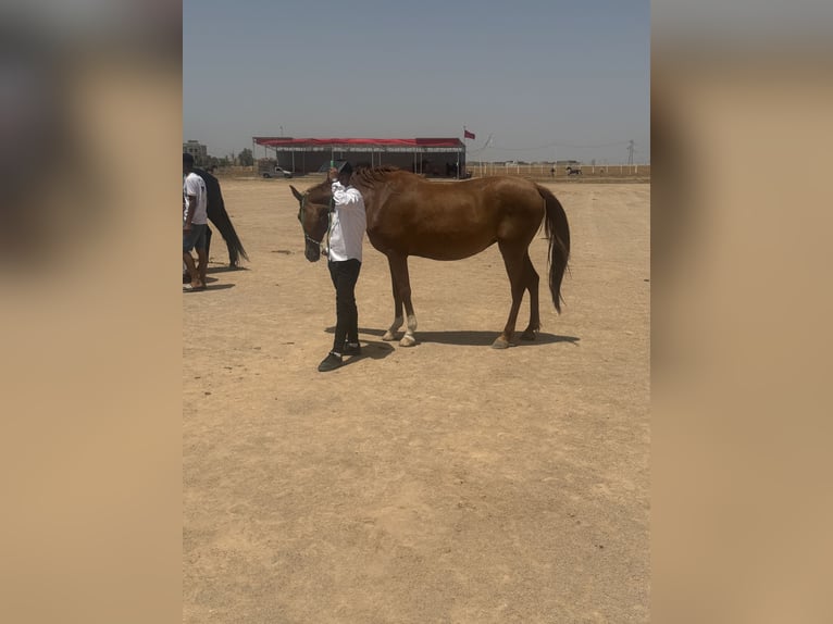 Koń półkrwi arabskiej (Arabian Partbred) Klacz 10 lat 166 cm Kasztanowata in fkih ben salah