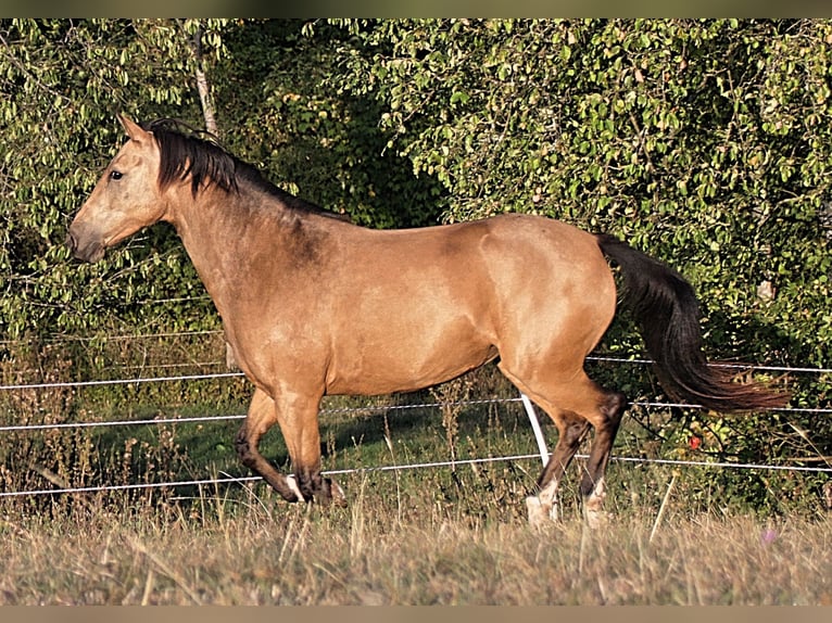 Koń półkrwi arabskiej (Arabian Partbred) Klacz 11 lat 154 cm Bułana in Illingen