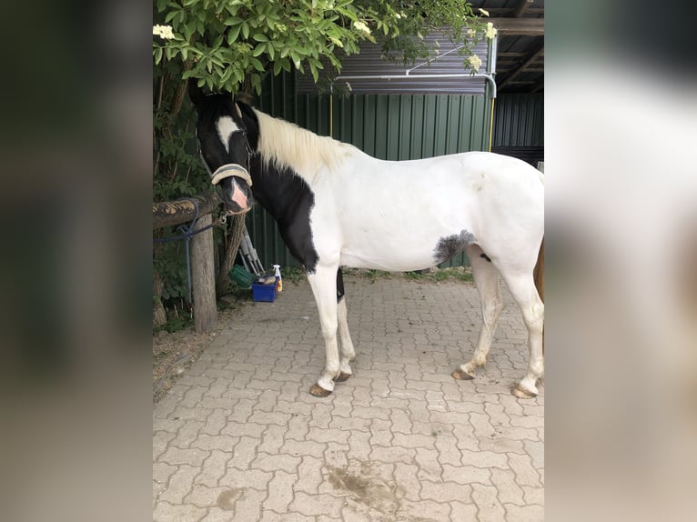 Koń półkrwi arabskiej (Arabian Partbred) Mix Klacz 11 lat 155 cm Srokata in Reesdorf