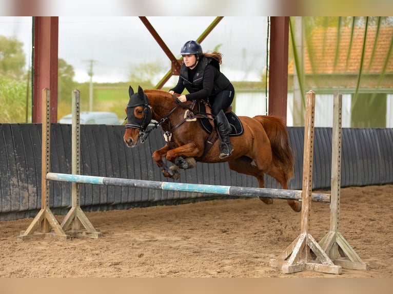 Koń półkrwi arabskiej (Arabian Partbred) Klacz 12 lat 148 cm Kasztanowata in Laon