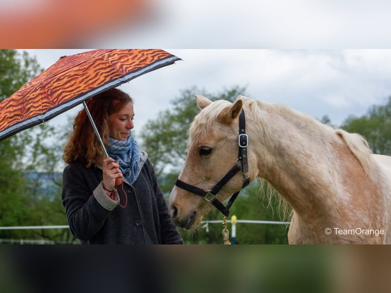 Koń półkrwi arabskiej (Arabian Partbred) Klacz 12 lat 152 cm Izabelowata in Lauenau Lauenau