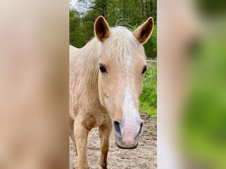 Koń półkrwi arabskiej (Arabian Partbred) Klacz 12 lat 152 cm Izabelowata in Lauenau Lauenau