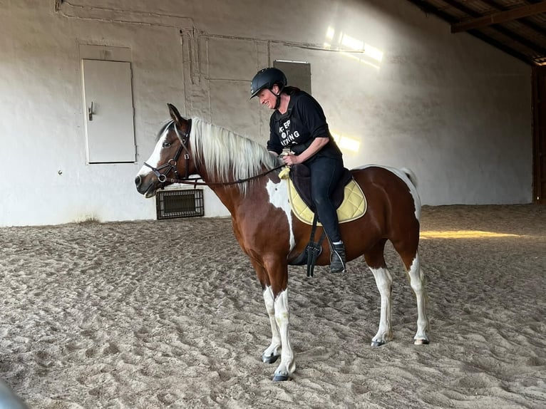 Koń półkrwi arabskiej (Arabian Partbred) Klacz 13 lat 149 cm Srokata in Einbeck