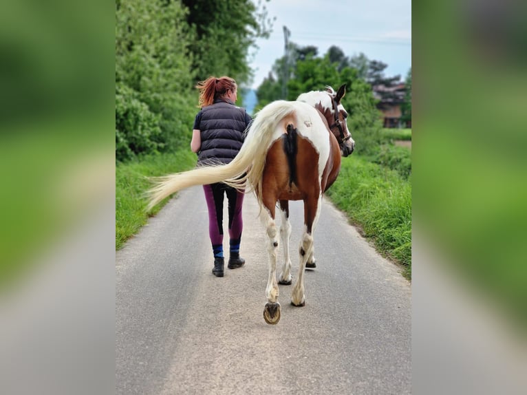 Koń półkrwi arabskiej (Arabian Partbred) Klacz 13 lat 149 cm Srokata in Einbeck