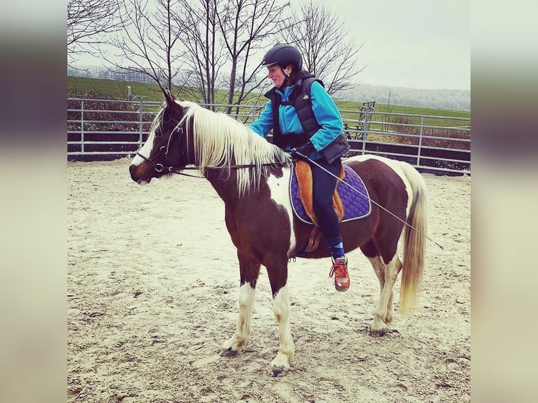 Koń półkrwi arabskiej (Arabian Partbred) Klacz 13 lat 149 cm Srokata in Einbeck