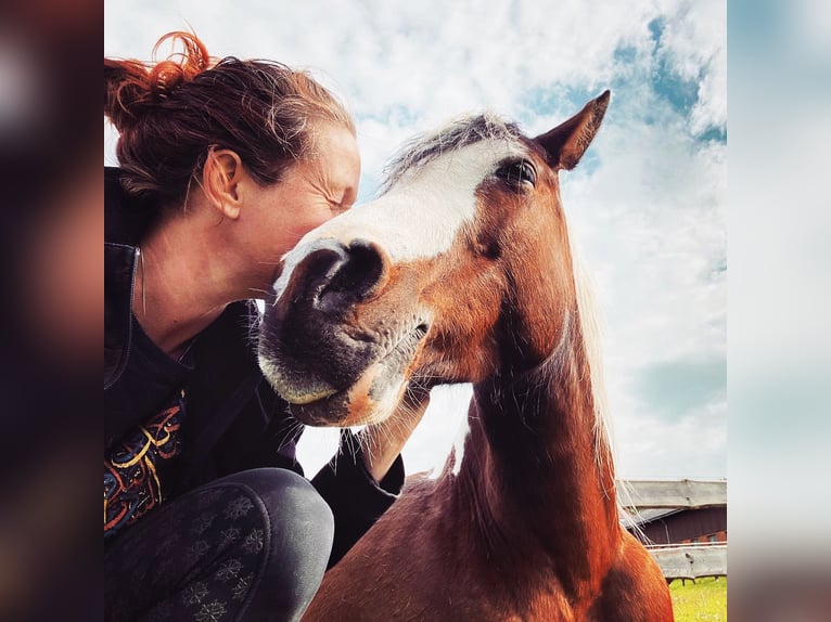 Koń półkrwi arabskiej (Arabian Partbred) Klacz 13 lat 149 cm Srokata in Einbeck