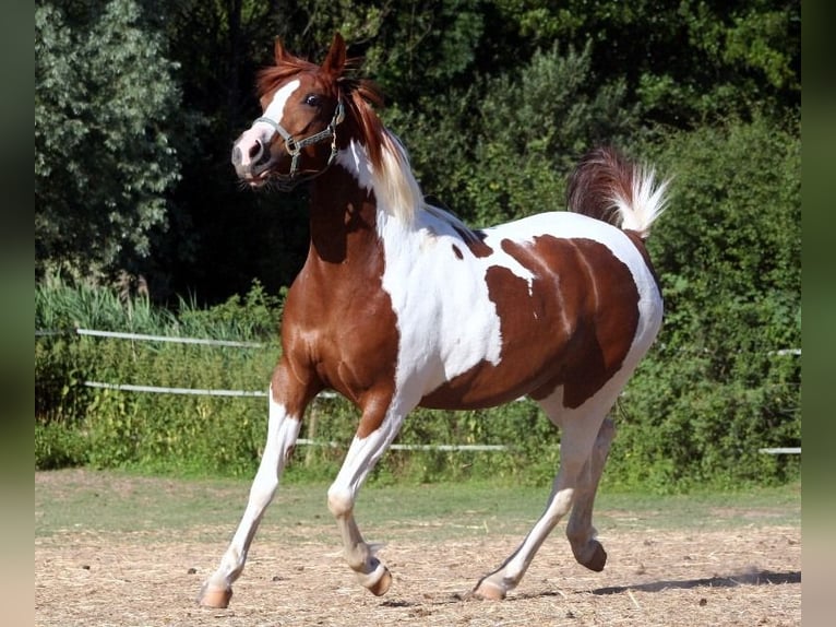 Koń półkrwi arabskiej (Arabian Partbred) Klacz 13 lat 150 cm Tobiano wszelkich maści in Kraichtal