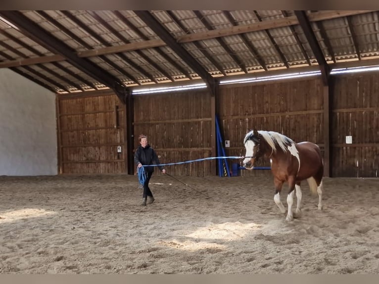 Koń półkrwi arabskiej (Arabian Partbred) Klacz 14 lat 148 cm Srokata in Einbeck