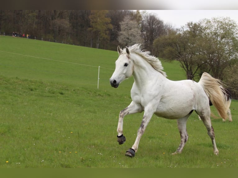 Koń półkrwi arabskiej (Arabian Partbred) Mix Klacz 14 lat 153 cm Siwa in Herdorf
