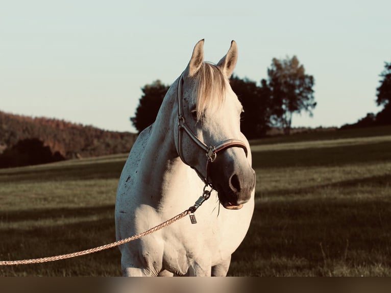 Koń półkrwi arabskiej (Arabian Partbred) Mix Klacz 14 lat 153 cm Siwa in Herdorf