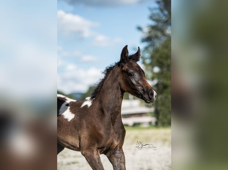 Koń półkrwi arabskiej (Arabian Partbred) Klacz 1 Rok 155 cm Tobiano wszelkich maści in Puchberg am Schneeberg