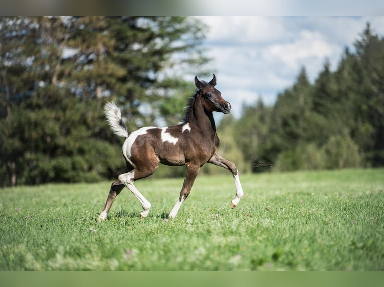 Koń półkrwi arabskiej (Arabian Partbred) Klacz 1 Rok 155 cm Tobiano wszelkich maści in Puchberg am Schneeberg