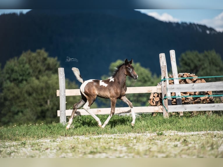 Koń półkrwi arabskiej (Arabian Partbred) Klacz 1 Rok 155 cm Tobiano wszelkich maści in Puchberg am Schneeberg