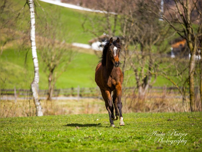 Koń półkrwi arabskiej (Arabian Partbred) Klacz 1 Rok Gniada in Rauris