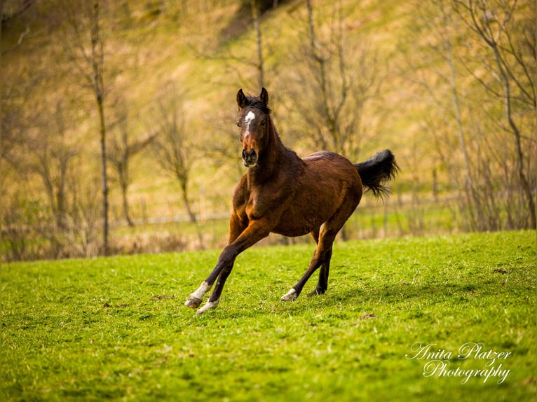 Koń półkrwi arabskiej (Arabian Partbred) Klacz 1 Rok Gniada in Rauris