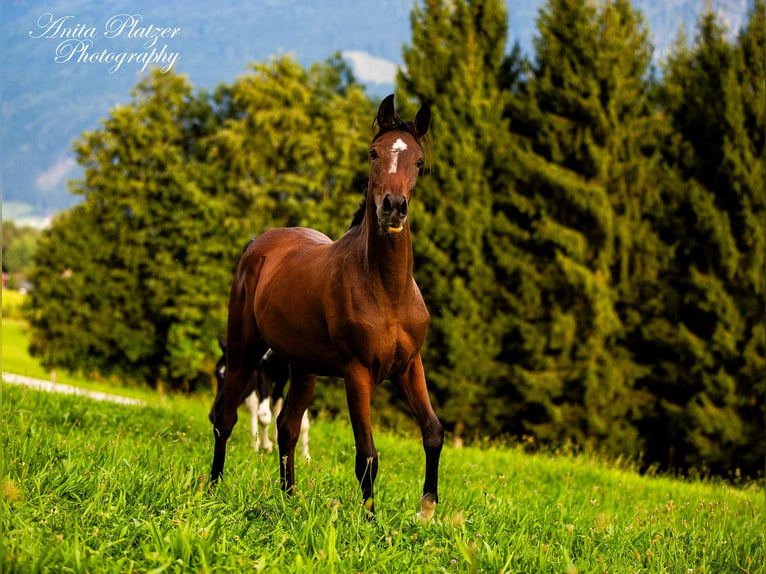 Koń półkrwi arabskiej (Arabian Partbred) Klacz 1 Rok in Rauris