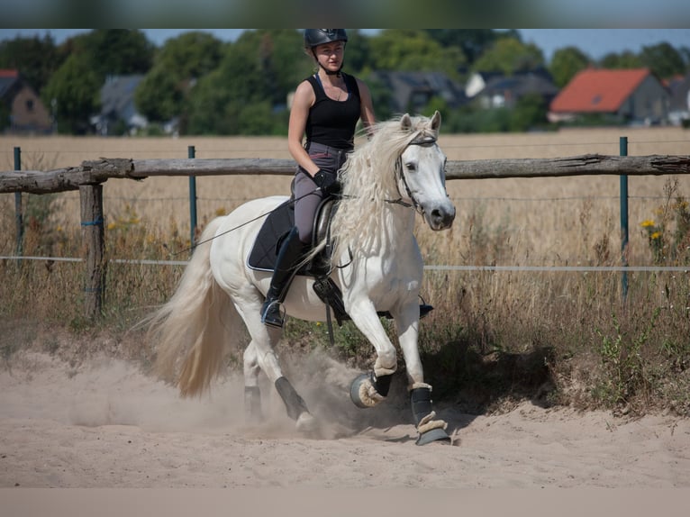 Koń półkrwi arabskiej (Arabian Partbred) Mix Klacz 20 lat 135 cm Siwa in Schenkenhorst