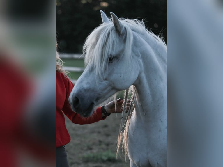 Koń półkrwi arabskiej (Arabian Partbred) Mix Klacz 20 lat 135 cm Siwa in Schenkenhorst