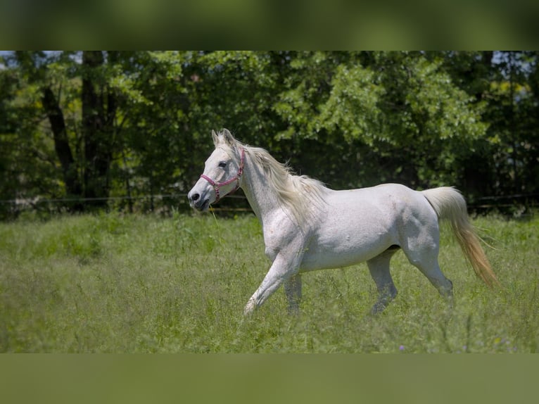 Koń półkrwi arabskiej (Arabian Partbred) Klacz 21 lat 156 cm Siwa w hreczce in Gauting