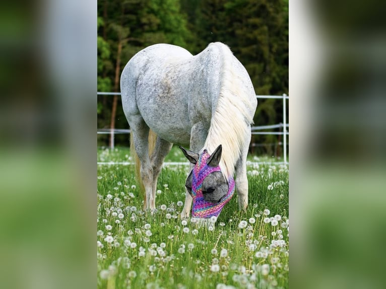 Koń półkrwi arabskiej (Arabian Partbred) Klacz 25 lat 151 cm Siwa w hreczce in NittenauNittenau