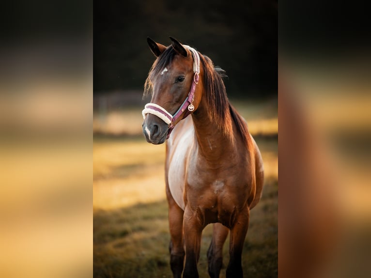 Koń półkrwi arabskiej (Arabian Partbred) Klacz 2 lat 145 cm Gniada in Gräfendorf