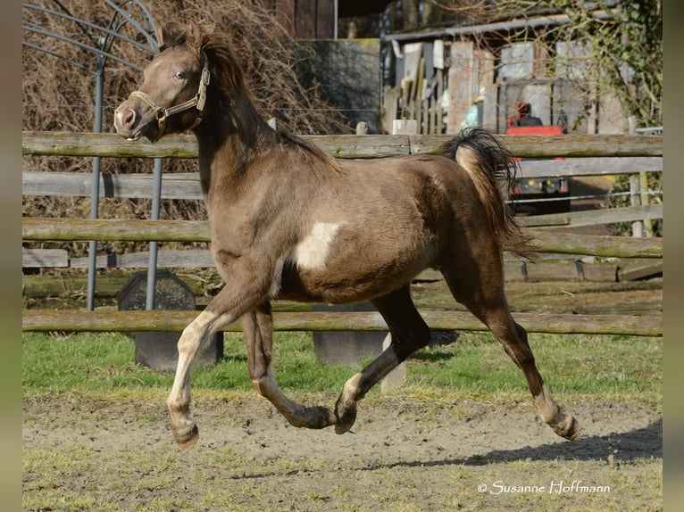 Koń półkrwi arabskiej (Arabian Partbred) Klacz 2 lat 156 cm Tobiano wszelkich maści in Mörsdorf